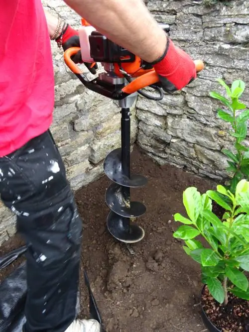 Distancias óptimas de plantación para setos de laurel cerezo Caucasica