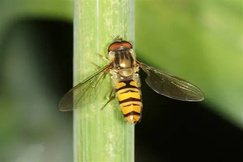 Hoverflyning yashirin hayoti