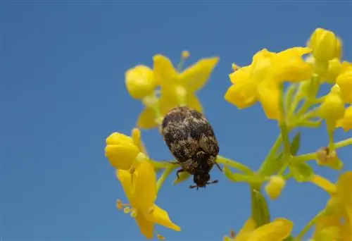 חיפושית מוזיאון