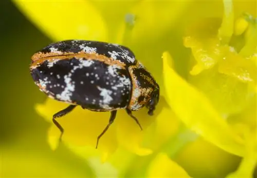 Txheeb xyuas thiab tshem tawm cov kab kab kab thiab kab larvae