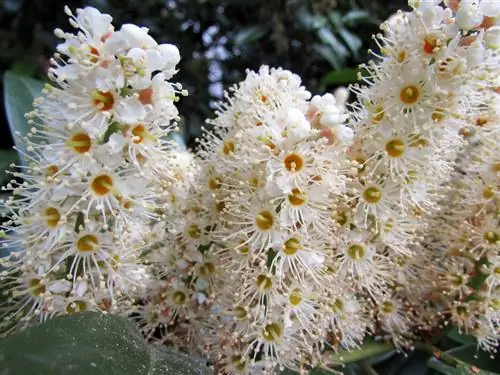 Potong cherry laurel Caucasica