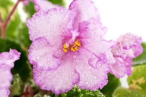 Zorg voor Afrikaanse viooltjes: Geef op de juiste manier water voor weelderige bloemen