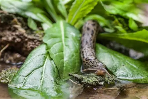 siput harimau