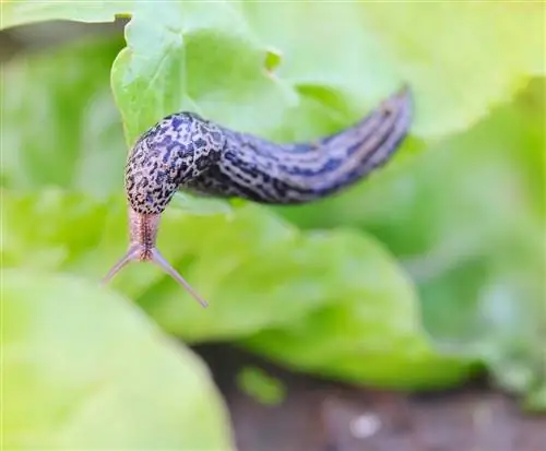 siput harimau