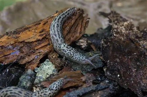 Tiger snail - life in secret