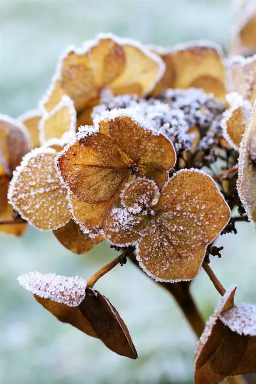 Frostbestandige hortensiaer: varianter og riktig overvintring