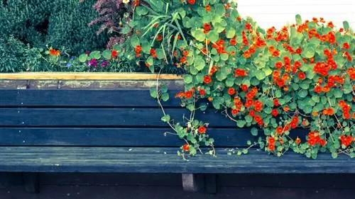 Balcony ya Nasturtium