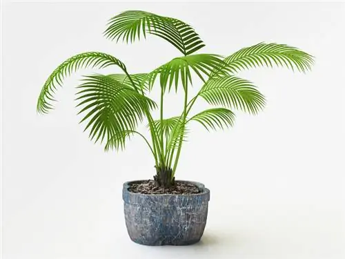 Which planting substrate is suitable for the palm tree?