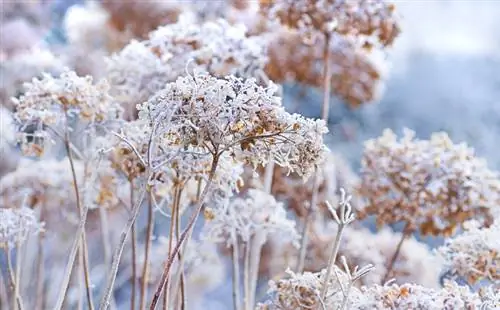 Ortensia a pannocchia in inverno