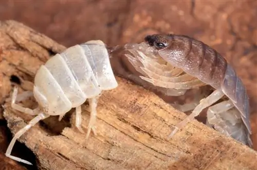 chocalho de adega