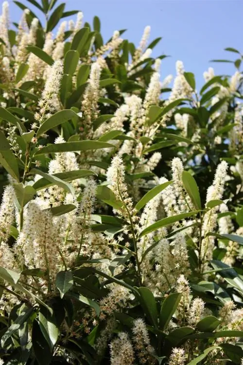 Mantenga espeso el laurel cerezo: así crece el seto de forma óptima