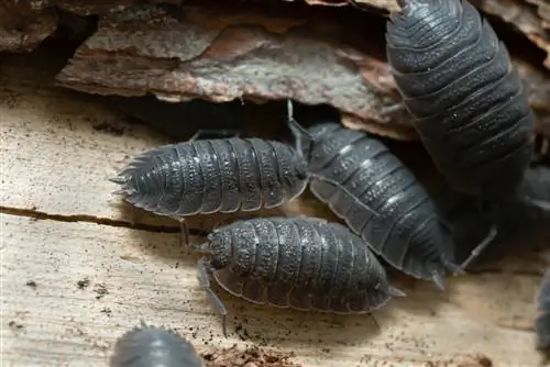 The secret life of the woodlice