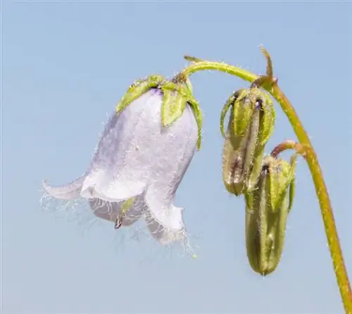 Campanula winterhard