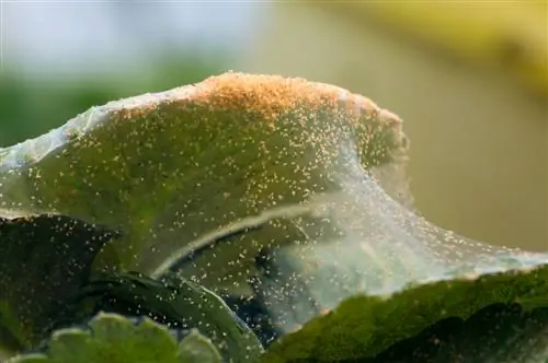 spider mites