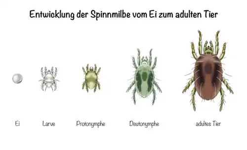 Développement de l'acarien de spin