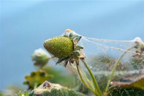 spider mites