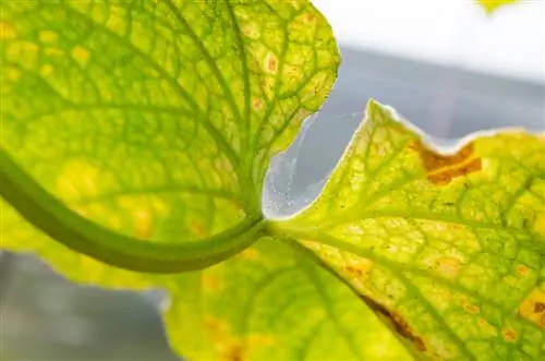 spider mites