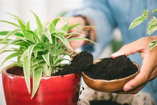 fondi di caffè come fertilizzante per piante d'appartamento