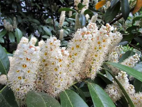 Quitar el laurel cereza