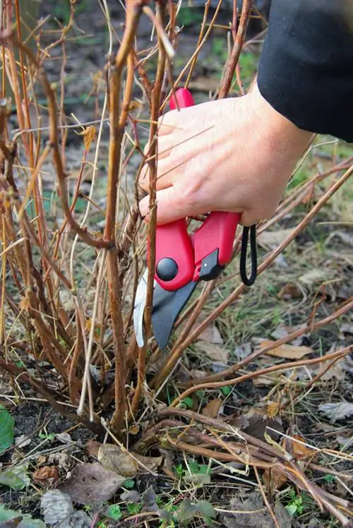 Cortando hortênsias: é assim que você promove uma floração exuberante