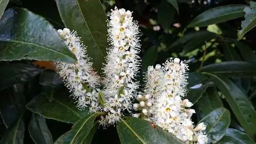 Utunzaji mzuri wa Etna cherry laurel: Hivi ndivyo inavyofanya kazi