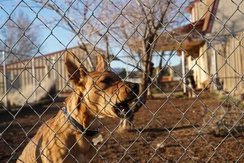 Dog barking - causes, consequences and avoidance strategies