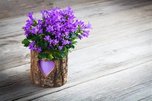 Campanula sul balcone: Ecco come funziona la coltivazione