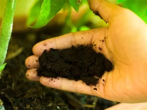 fondi di caffè come fertilizzante