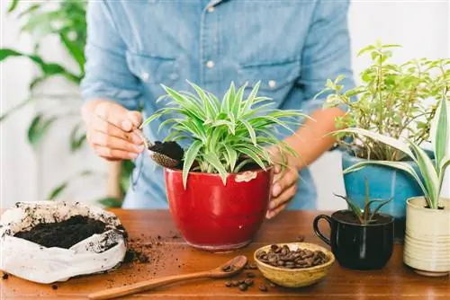 fondi di caffè come fertilizzante