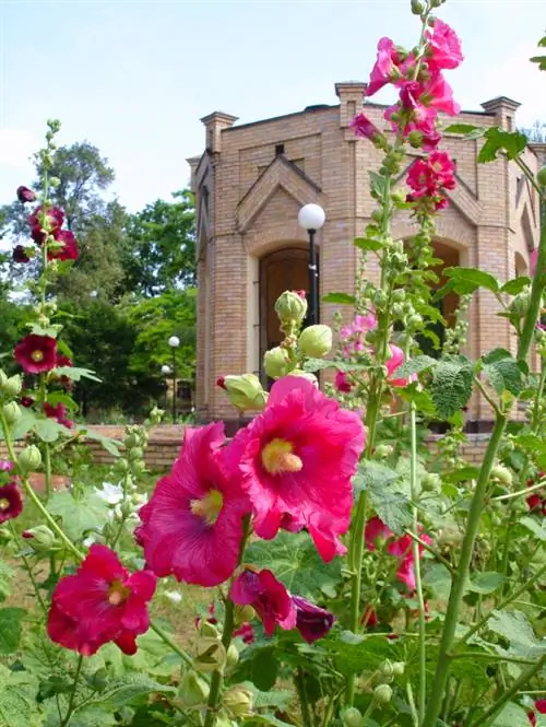 Malva: Sådd för en lyckad blomningsperiod