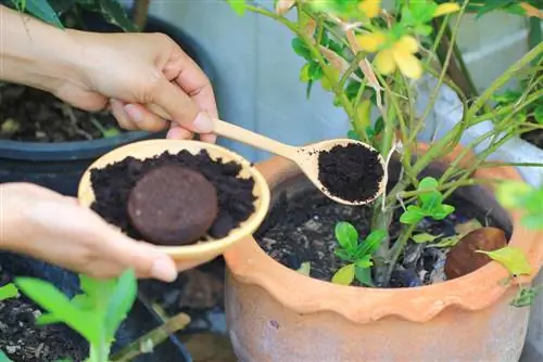 Fondi di caffè come fertilizzante: tutto qui