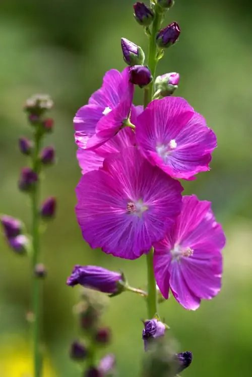 Mallow flowers