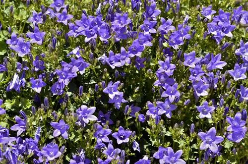 Campanula trajnica