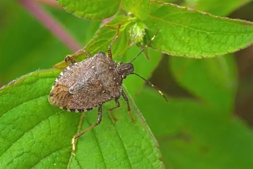 insecte pudent marbret