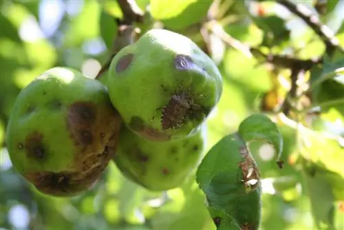 մարմարե գարշահոտություն