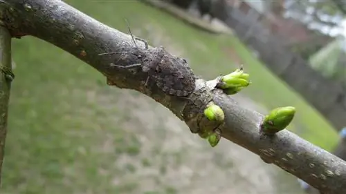 մարմարե գարշահոտություն