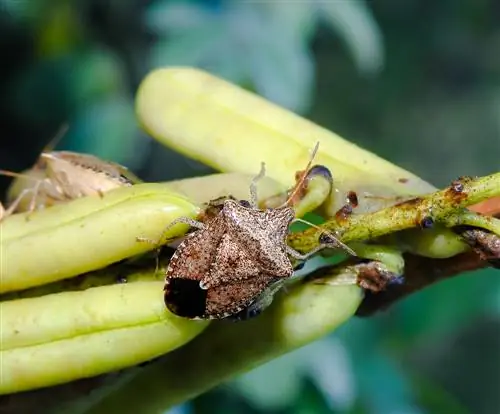 Marmorert stinkbug - Hva du trenger å vite om et nytt skadedyr