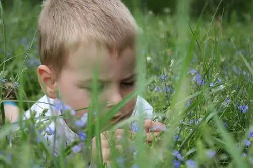 Bluebell kenksmingas vaikams