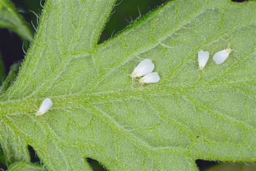 musca alba