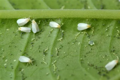 musca alba