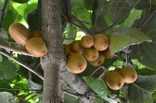 Palakihin ang sarili mong puno ng kiwi: Ang pinakamahusay na mga varieties at tip sa pangangalaga