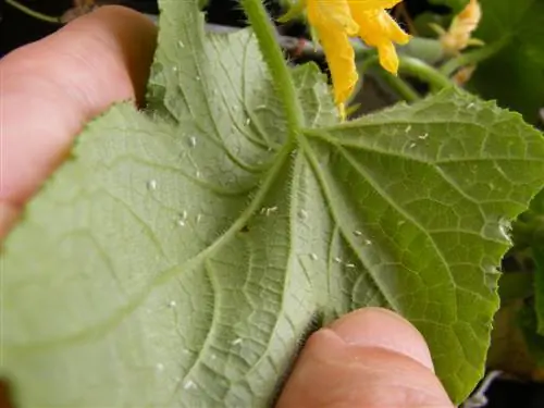 Whitefly - Sejauh manakah keberkesanan kawalan?