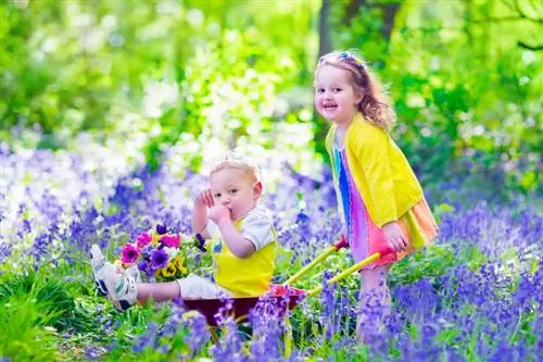 La campanula è velenosa? Formazione per i proprietari di giardini