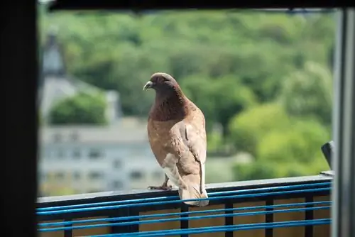 défense des pigeons