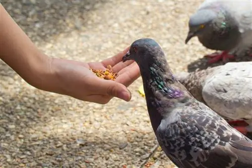 pigeon defense