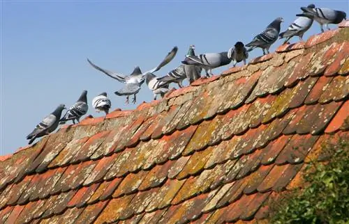 Pigeon-puolustus – huiput ja flopit yhdellä silmäyksellä