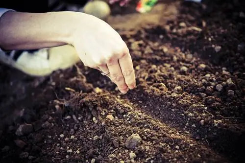 Coltivare campanule dai semi: ecco come farlo