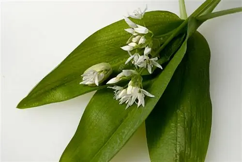 Wild garlic poisonous