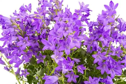 Potong campanula