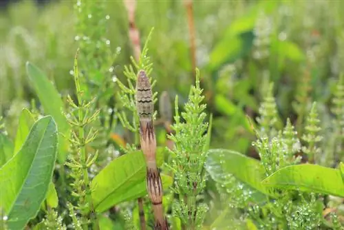 Difference between field horsetail and swamp horsetail